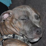 Foto van Staffie love