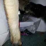 Foto van Lisanne, Misha, Tessa&Arrow