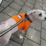 snoekie koninginnendag zoooow stoer zo mooi ....