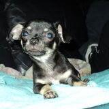 tuppie (turbo) nog kleine puppy
