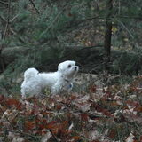 snoekie in het bos.....prachtige foto