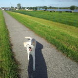 vanmorgen een heerlijke wandeling gemaakt over de dijk rondom het dorp…