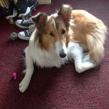 Lica, onze lieve actieve schotse collie