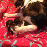 24 Oktober2009 werd Faya voor het eerst moeder van zeven puppy's, vier…