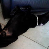 onze gekke labrador:)