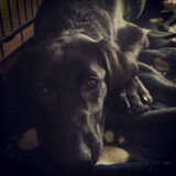 onze labrador retriever (zwart, jachtlijn)