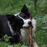 Foto van Puck & Fenrir