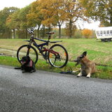 reanzo lopt graag naast de fiets en gipsy is vanaf pup al lui maar ze…