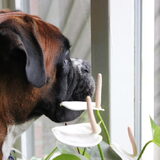 Foto van Ziva †, Bullie †, en Bandhu