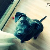 Dit is Sky, een kruising tussen een Stafford en Persa Canario. Mijn…