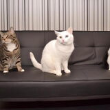 Sam zijn katten vriendjes