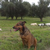 Zondag Rustdag : Koeien rusten 22/09/2013