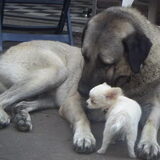 ates en snowy