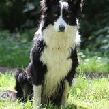 Foto van Puck & Fenrir