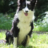 Foto van Puck & Fenrir