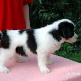 Bommel toen 7 weken jong...