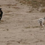 In de Lommelse Sahara