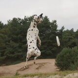Jolie en de frisbee