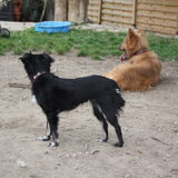 Foto van Muis,Vera, Papadopoulos, Odette, Annabelle en Ciska (Terra+, Dinky+, Saltarin+, Sam+, Zara+, Paco+)