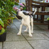 Foto van angela/indy/wodan