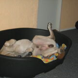 hmm hij vind het nieuwe bed zooooo lekker