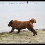 Bamse - 03