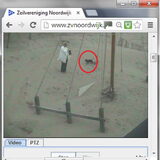 teckel op strand ingezoomd