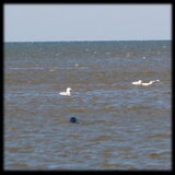 Zeehond gespot