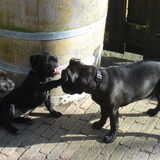 Sens met keine Baco en Tess