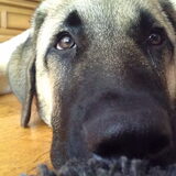 Foto van Charmayne & Diesel