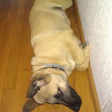 Foto van Charmayne & Diesel