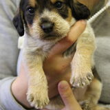 Knappe pup! Kruising Beagle, Basset griffon vendeen.