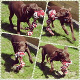 Foto van Joyce • Beau & Benji