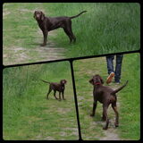 Foto van Joyce • Beau & Benji