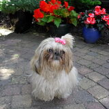 Foto van Hedy Bomelijn