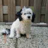 Teddy onze boomer die binnen kwam als opvanger en is gebleven