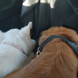 Foto van Denise; Nova & Vancha