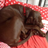 Ligt er opeens een hond stiekem op het logeerbed.