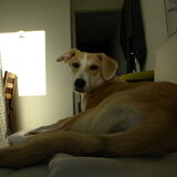 Nova