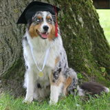 Foto van Of Woolly Rocks Australian Shepherds