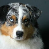 Foto van Of Woolly Rocks Australian Shepherds