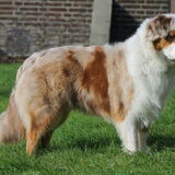 Foto van Of Woolly Rocks Australian Shepherds