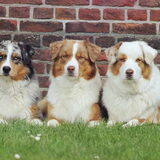 Foto van Of Woolly Rocks Australian Shepherds