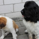 Foto van snoopy, rikkie , lady en xana