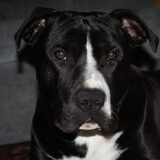 dit was onze Devil - is slecht 1,3 jaar geworden ! liefste amstaff ter…