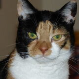 Onze kat Lizzie