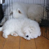 Arctic & Polar