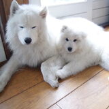 Polar met Arctic samen