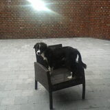 Onze border collie spyro,