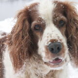 Dit is Ginny, onze eerste hond. We kregen haar in 1995. Helaas hebben…